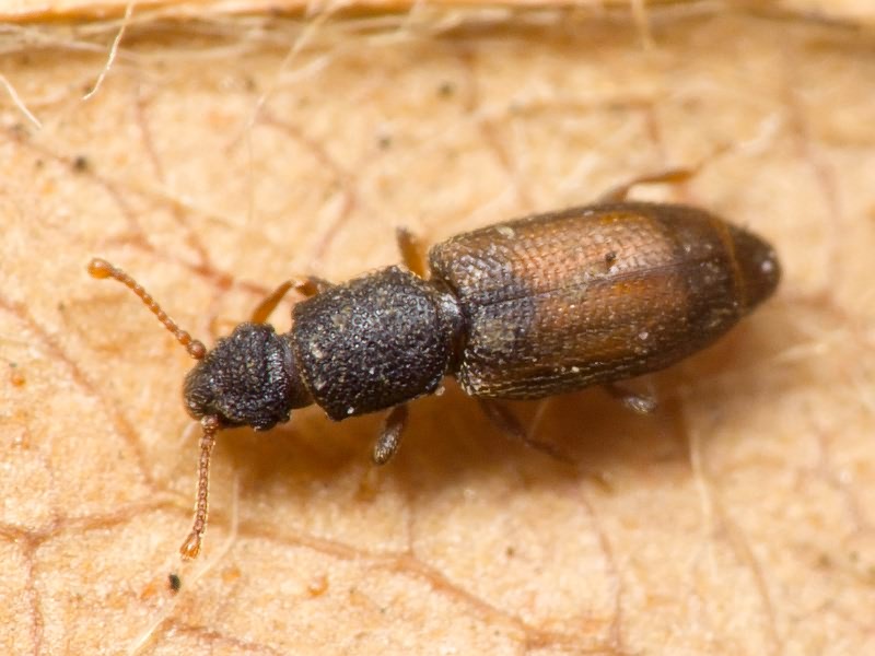 Monotoma bicolor A. & G.B. Villa, 1835